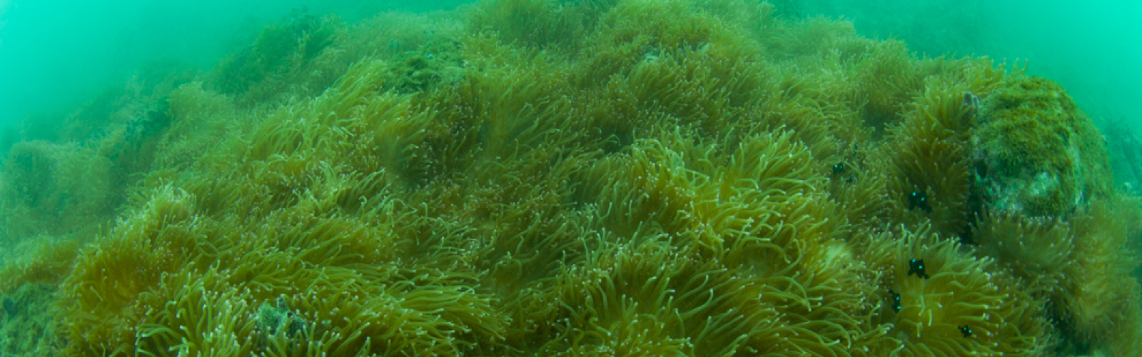 海底の海藻